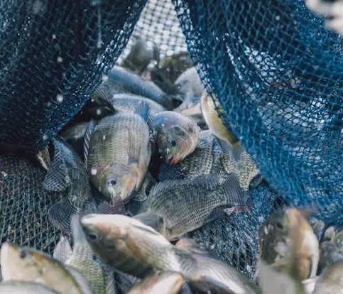 Pond Packages